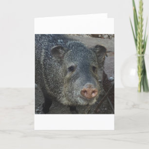 Cartes Pour Fêtes Annuelles Javelina or Peccary