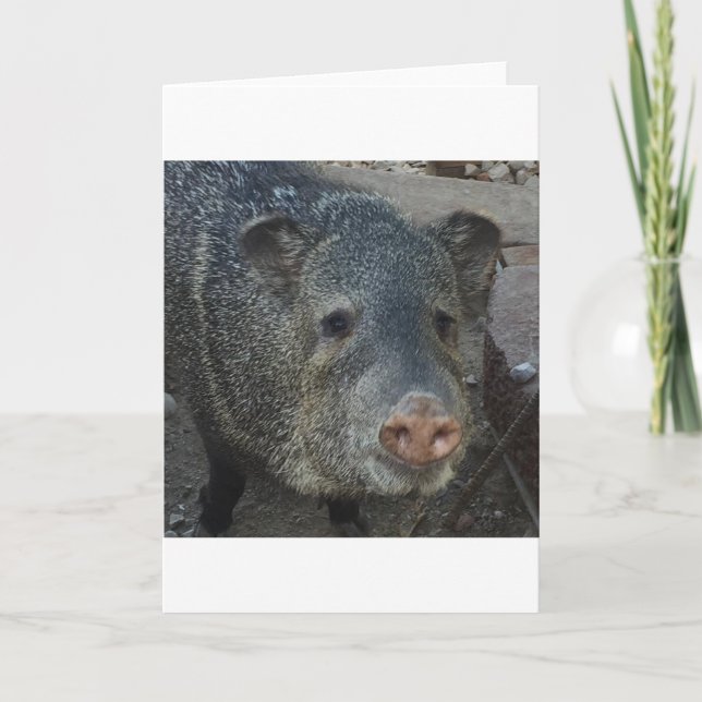 Cartes Pour Fêtes Annuelles Javelina ou Peccary (Devant)