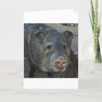 Javelina ou Peccary