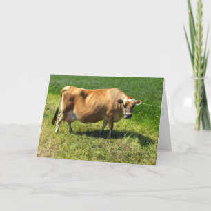 Cartes Pour Fêtes Annuelles Jersey cow dans les îles Channel