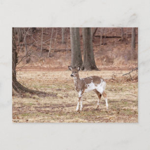 Cartes Pour Fêtes Annuelles Jeune cerf