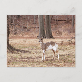 Cartes Pour Fêtes Annuelles Jeune cerf