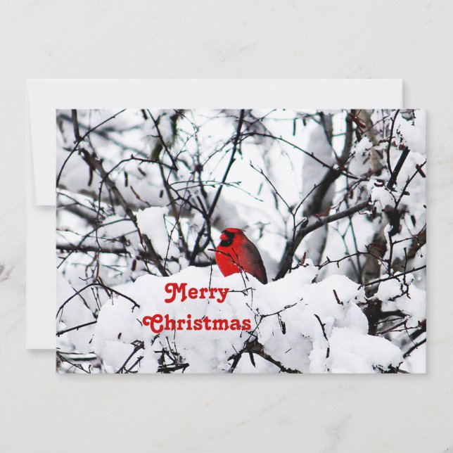 Cartes Pour Fêtes Annuelles Joli Cardinal Rouge Photo Appartement de Noël (Devant)