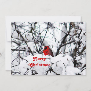 Cartes Pour Fêtes Annuelles Joli Cardinal Rouge Photo Appartement de Noël