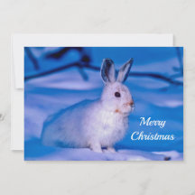 Joli lapin blanc neige photo Appartement de Noël
