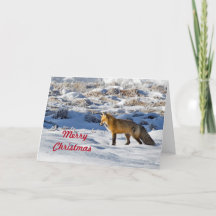 Jolie photo de neige Fox Noël