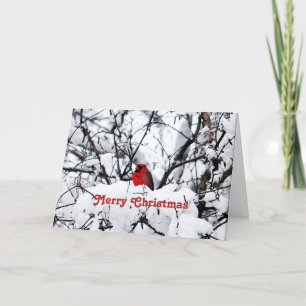 Cartes Pour Fêtes Annuelles Jolie photo du cardinal rouge de neige Noël