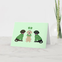 Joyeuse Saint-Patrick Labrador Retriever Chiens