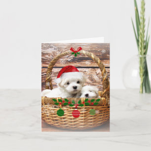 Cartes Pour Fêtes Annuelles Joyeuses fêtes, adorables chiots maltais