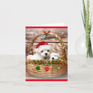 Cartes Pour Fêtes Annuelles Joyeuses fêtes : Chiots maltais