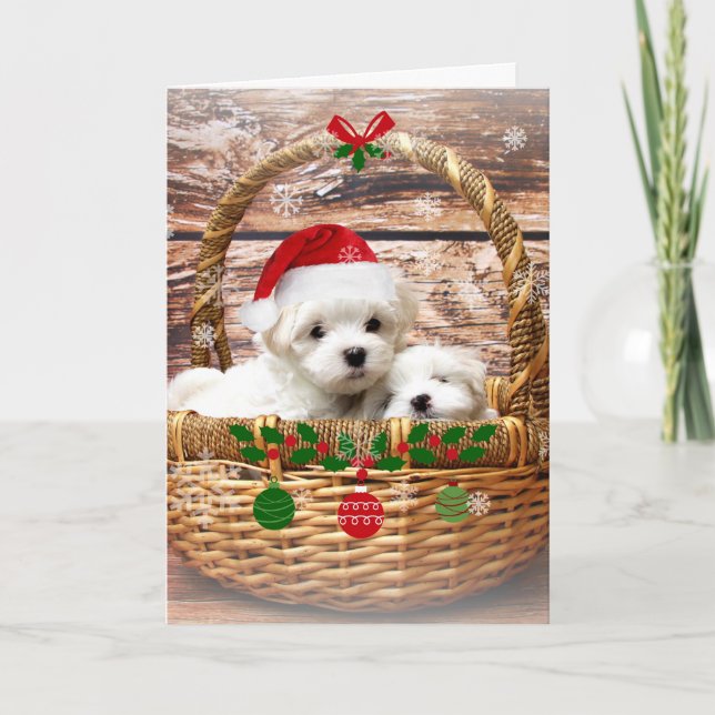 Cartes Pour Fêtes Annuelles Joyeuses fêtes : Chiots maltais (Devant)