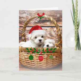 Cartes Pour Fêtes Annuelles Joyeuses fêtes : Chiots maltais