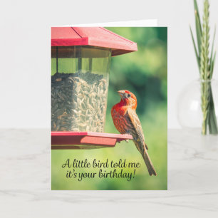 Cartes Pour Fêtes Annuelles Joyeux Humour Oiseau Poop d'anniversaire