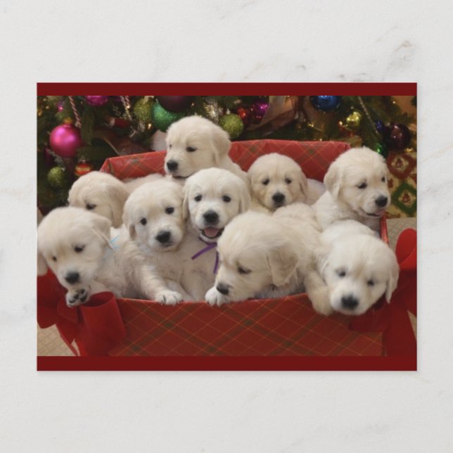 Cartes Pour Fêtes Annuelles Joyeux marionnettes Golden Retriever (Devant)