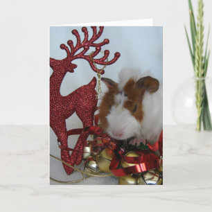 Cartes Pour Fêtes Annuelles Joyeux Noël!  Cochon de Guinée avec rennes