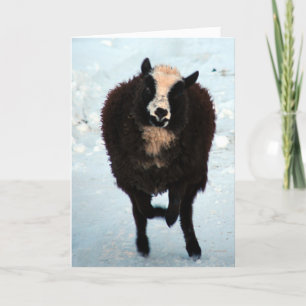 Cartes Pour Fêtes Annuelles Joyeux Noël de moutons noirs de brebis