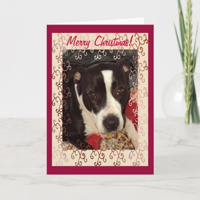 Cartes Pour Fêtes Annuelles Joyeux Noël du Staffordshire Terrier ! (Devant)