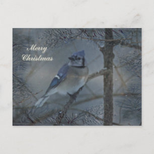 Cartes Pour Fêtes Annuelles Joyeux Noël - Eastern Blue Jay