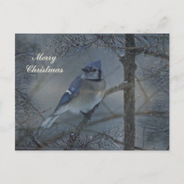 Cartes Pour Fêtes Annuelles Joyeux Noël - Eastern Blue Jay (Devant)