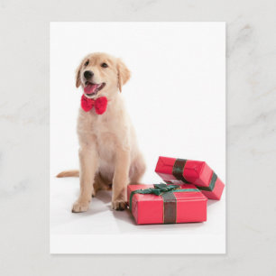 Cartes Pour Fêtes Annuelles Joyeux Noël Golden Retriever Puppy