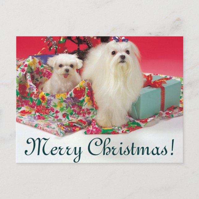 Cartes Pour Fêtes Annuelles Joyeux Noël maltais (Devant)