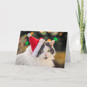 Cartes Pour Fêtes Annuelles Joyeux Noël pour tous mignons chat à Santa Hat