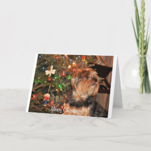 Cartes Pour Fêtes Annuelles Joyeux Noël, Yorkie, Yorkshire Terrier