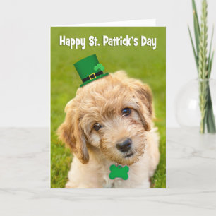 Cartes Pour Fêtes Annuelles Joyeux Saint Patrick's Day Cute Labradoodle iDog i