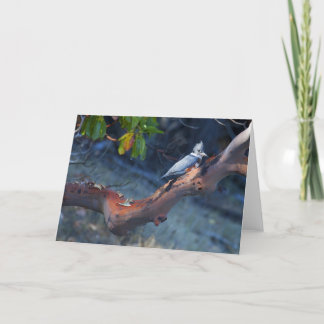 Cartes Pour Fêtes Annuelles King Fisher perched on Madrona Tree, Washington