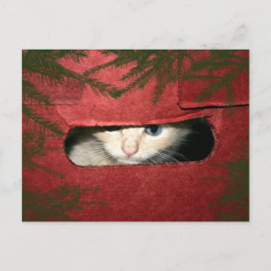 Cartes Pour Fêtes Annuelles Kitten dans la boîte de Noël