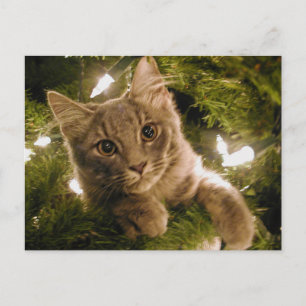 Cartes Pour Fêtes Annuelles Kitten in Christmas Tree - Personnalisable