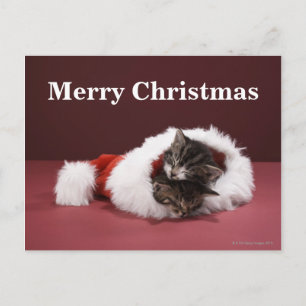 Cartes Pour Fêtes Annuelles Kittens asleep together in Christmas hat