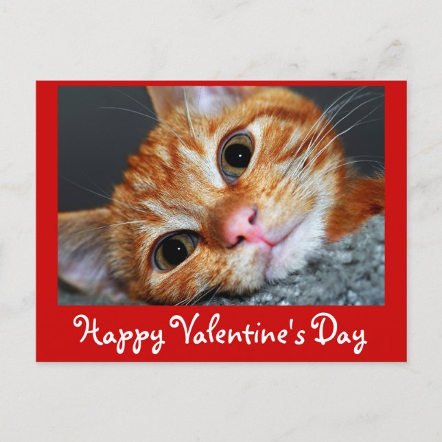 Cartes Pour Fêtes Annuelles Kitty Kat (Devant)