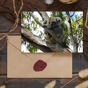 Cartes Pour Fêtes Annuelles Koala - Dormir