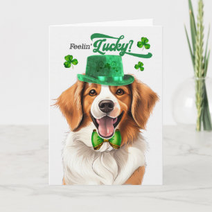 Cartes Pour Fêtes Annuelles Kooikerhondje Chien Sentiment Chanceux St Patrick'