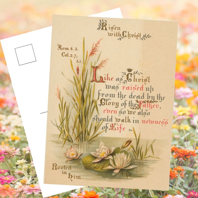 Cartes Pour Fêtes Annuelles La Bible catholique chrétienne Christ ressuscité P (Religious Christian Catholic Saint Paul Bible Verse Christ is Risen Resurrection Easter Postcard)