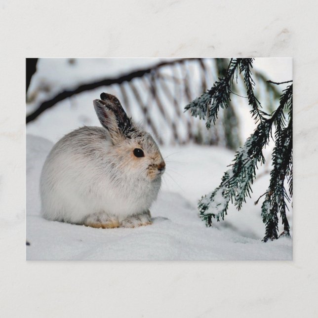 Cartes Pour Fêtes Annuelles La nature hivernale des neiges - lièvre de raquett (Devant)