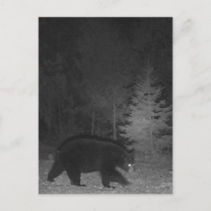 Cartes Pour Fêtes Annuelles La nuit de la faune MI Black Bear Upper Peninsula