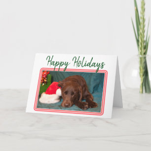 Cartes Pour Fêtes Annuelles Labrador chocolat et chapeau du Père Noël à Noël