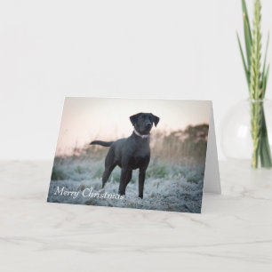 Cartes Pour Fêtes Annuelles Labrador - Noir