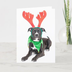 Cartes Pour Fêtes Annuelles Labrador retriever noir et blanc/pitbull