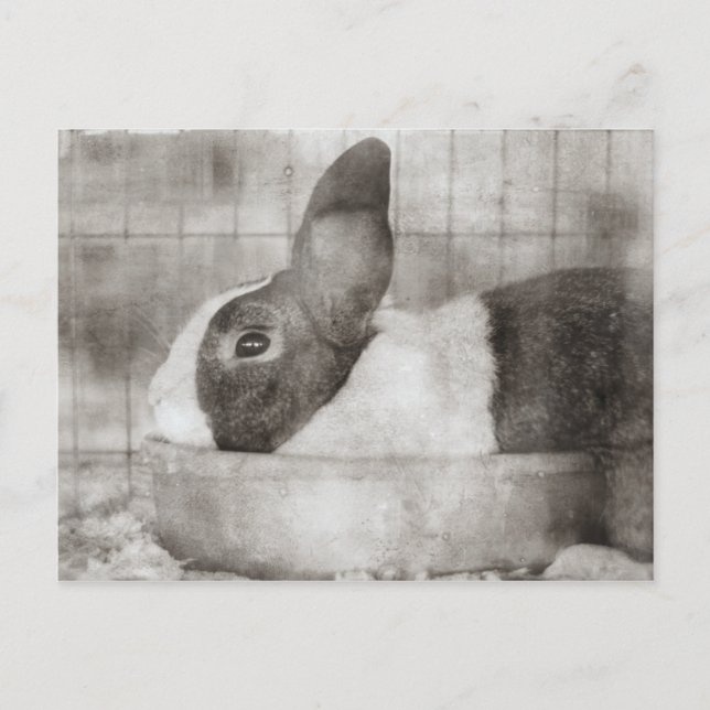 Cartes Pour Fêtes Annuelles Lapin assis dans un bol Retro Pâques (Devant)