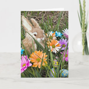 Cartes Pour Fêtes Annuelles Lapin de Pâques avec des pâquerettes