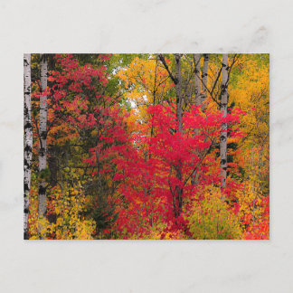 Cartes Pour Fêtes Annuelles L'automne au Canada.
