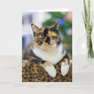 Cartes Pour Fêtes Annuelles Le chat n'est pas amusé