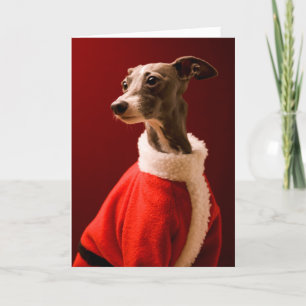 Cartes Pour Fêtes Annuelles Le chien porte les vêtements du Père Noël