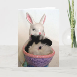Cartes Pour Fêtes Annuelles Le cochon de Guinée sur Bunny Planter pour Pâques