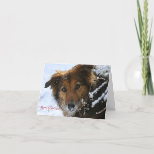 Cartes Pour Fêtes Annuelles Le pavot aime la neige