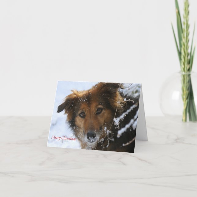 Cartes Pour Fêtes Annuelles Le pavot aime la neige (Devant)