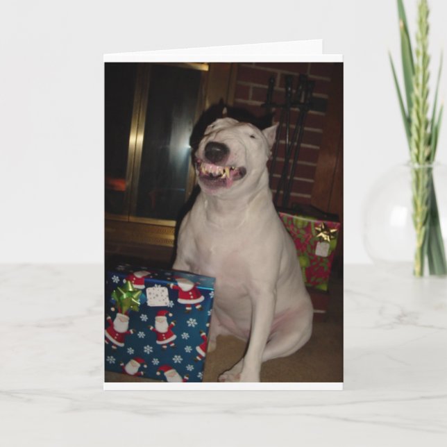 Cartes Pour Fêtes Annuelles le sourire de noël bull terrier (Devant)